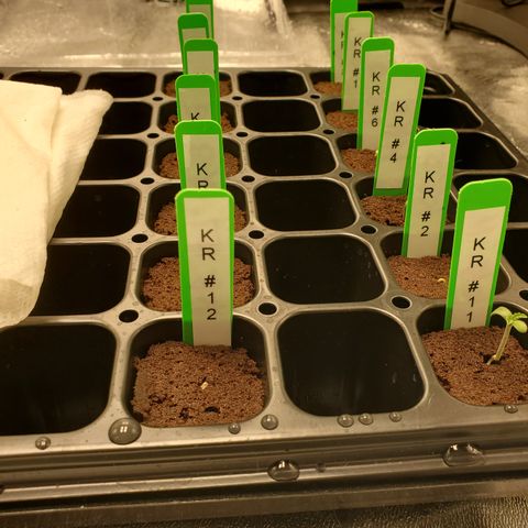 Krazy Runtz #01 growlog timeline photo