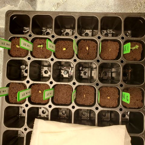 Krazy Runtz #01 growlog timeline photo