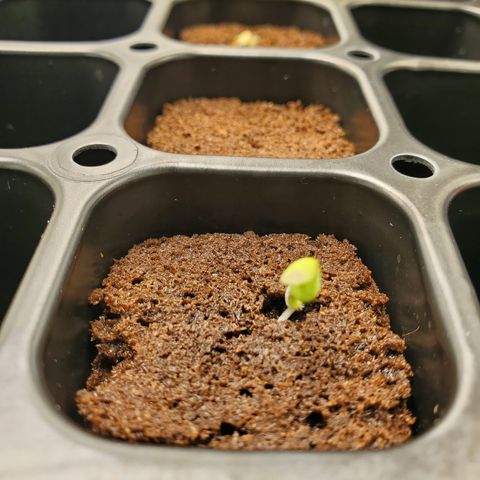 Krazy Runtz #01 growlog timeline photo