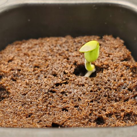Krazy Runtz #01 growlog timeline photo