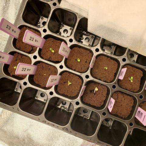 Krazy Runtz #01 growlog timeline photo