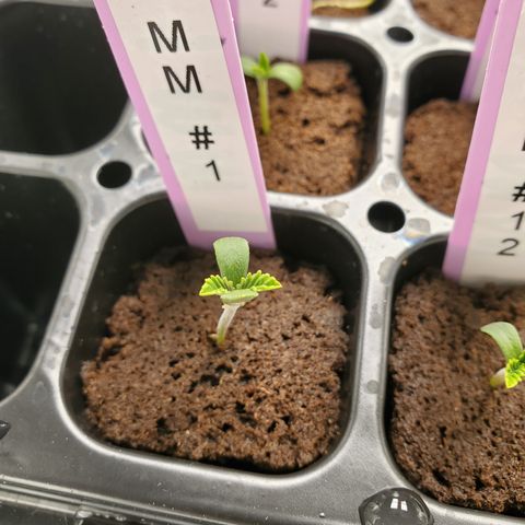 Krazy Runtz #01 growlog timeline photo