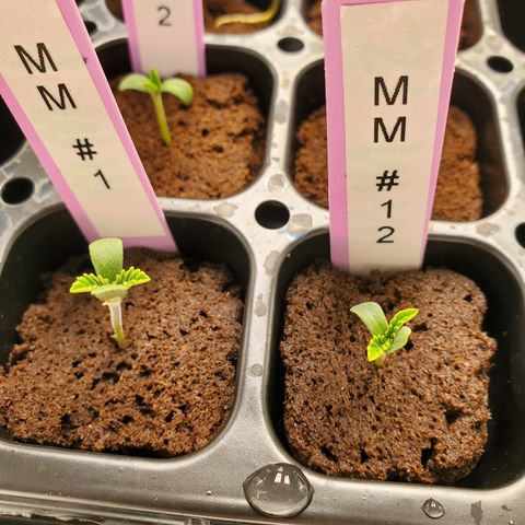 Krazy Runtz #01 growlog timeline photo