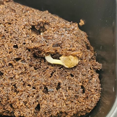 Krazy Runtz #01 growlog timeline photo