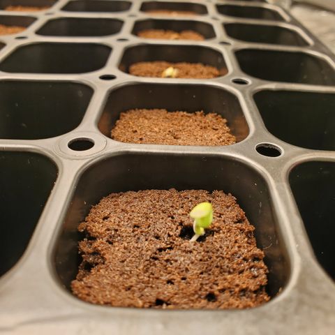 Krazy Runtz #01 growlog timeline photo