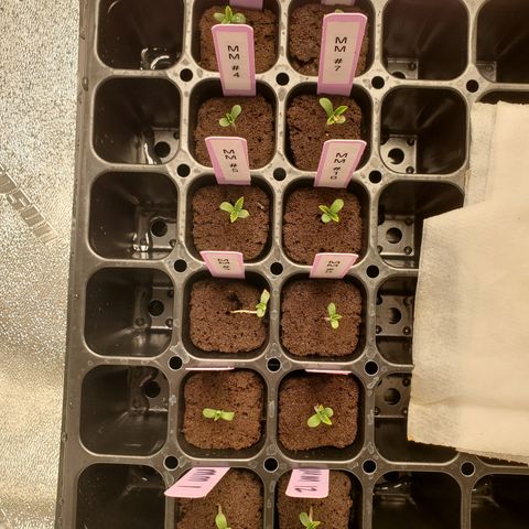 Krazy Runtz #01 growlog timeline photo