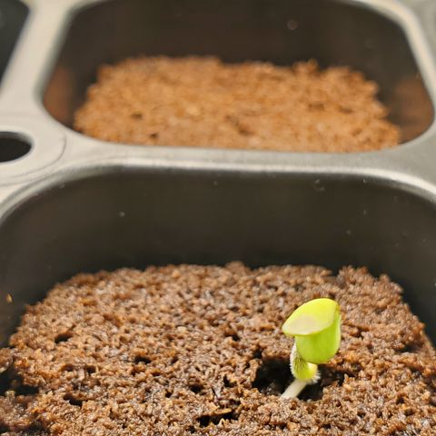 Krazy Runtz #01 growlog timeline photo