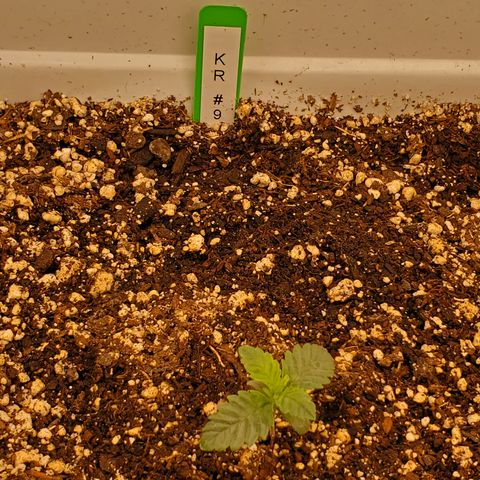 Runtz growlog timeline photo