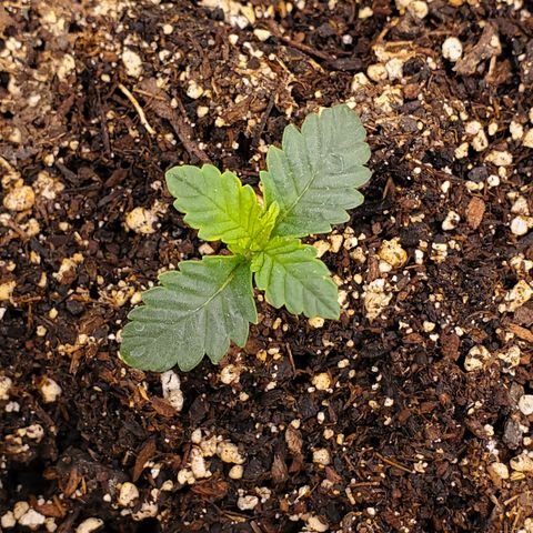 Runtz growlog timeline photo