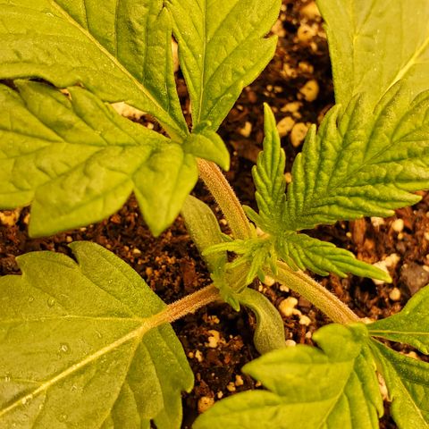 Runtz growlog timeline photo