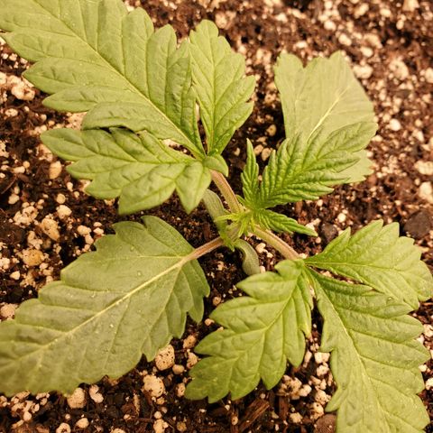 Runtz growlog timeline photo