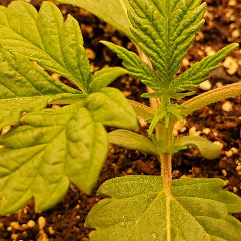 Runtz growlog timeline photo