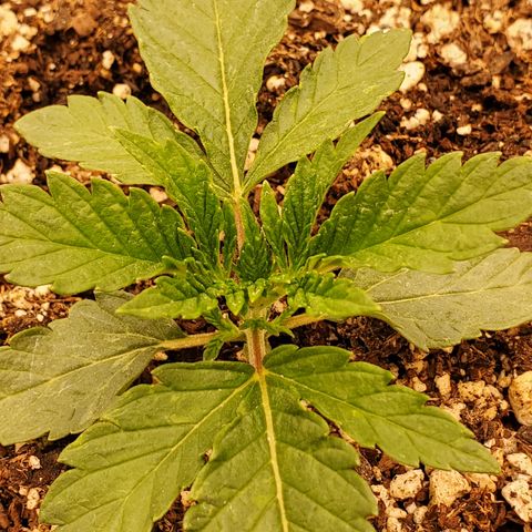 Runtz growlog timeline photo
