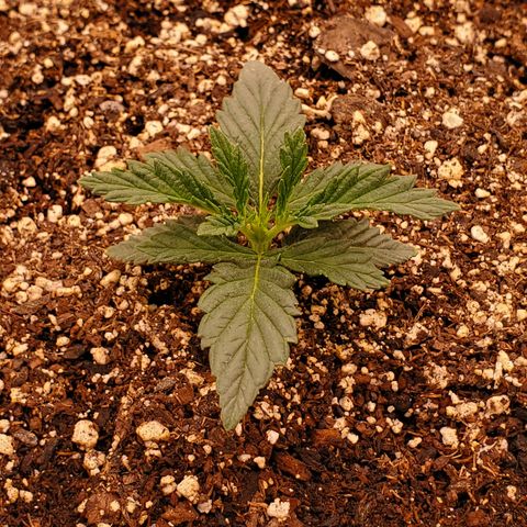 Runtz growlog timeline photo