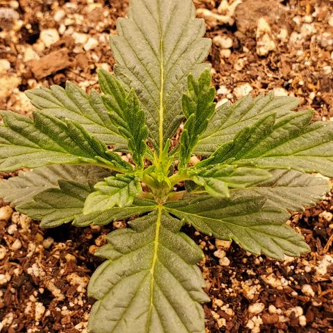 Runtz growlog timeline photo