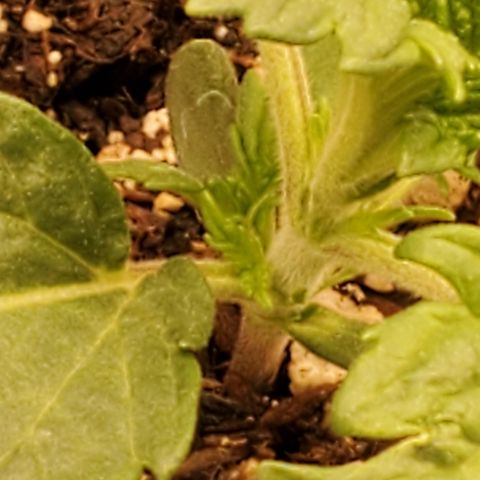 Runtz growlog timeline photo