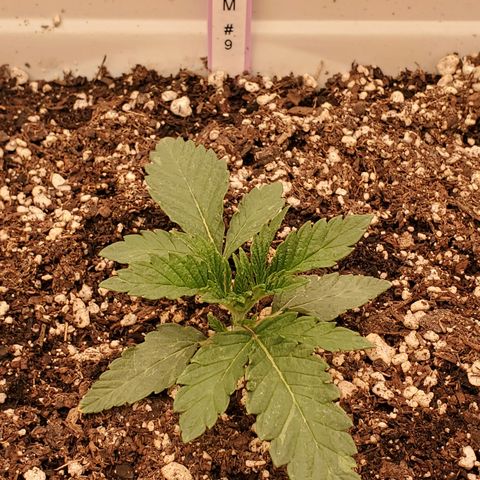 Runtz growlog timeline photo