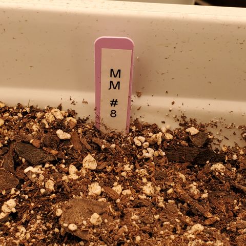 Runtz growlog timeline photo