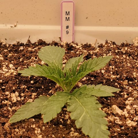 Runtz growlog timeline photo