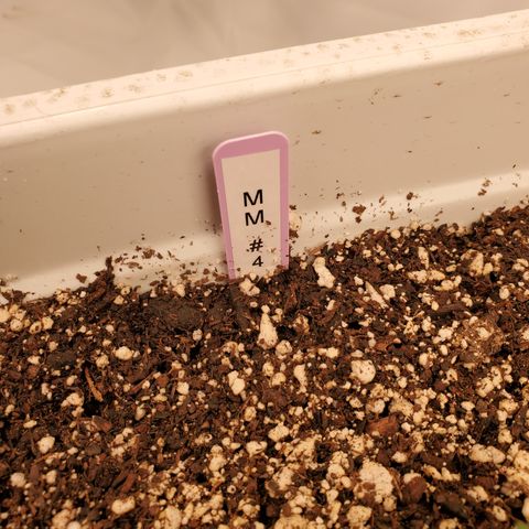 Runtz growlog timeline photo