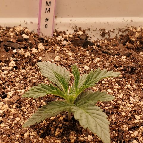 Runtz growlog timeline photo