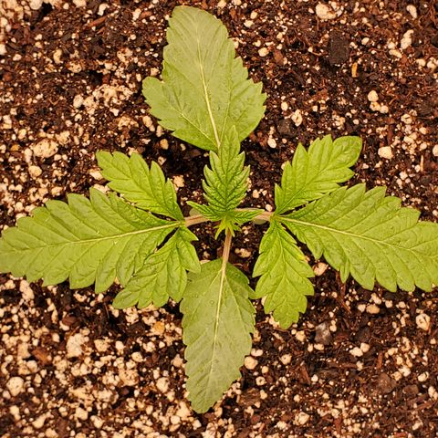 Runtz growlog timeline photo