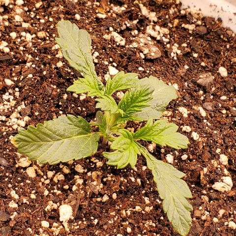 Runtz growlog timeline photo