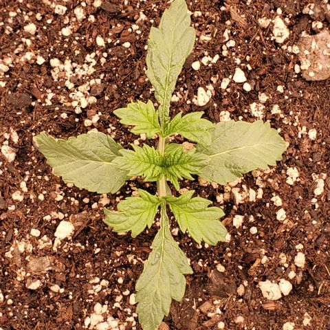 Runtz growlog timeline photo