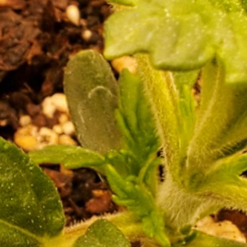 Runtz growlog timeline photo