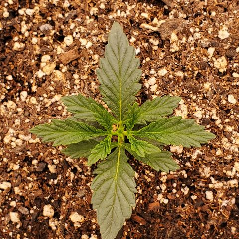 Runtz growlog timeline photo