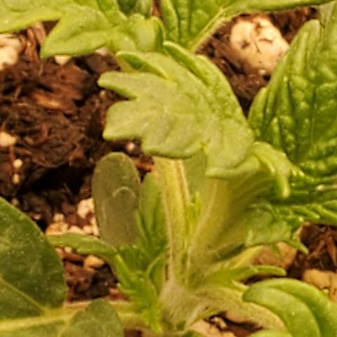 Runtz growlog timeline photo