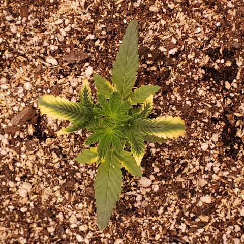 Runtz growlog photo: Great growth after light raise. 