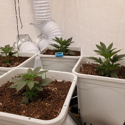 Runtz growlog photo: Great growth after light raise. 