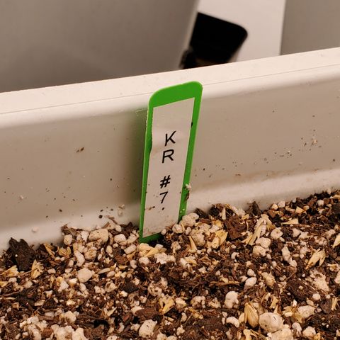 Runtz growlog photo: Great growth after light raise. 