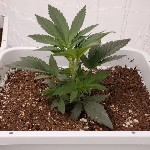 Runtz growlog photo: Great growth after light raise. 