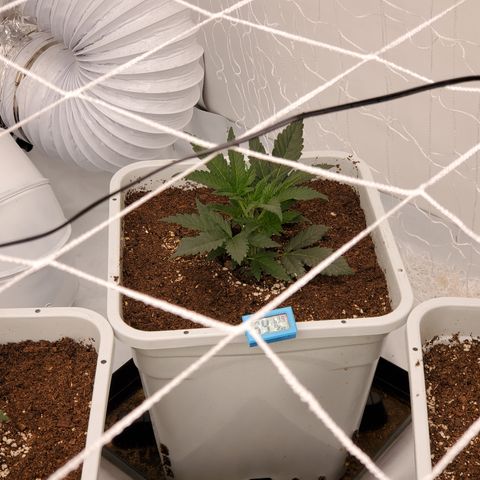 Runtz growlog photo: Great growth after light raise. 