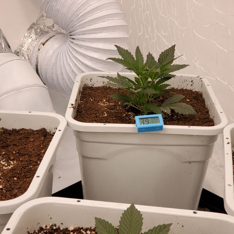Runtz growlog photo: Great growth after light raise. 