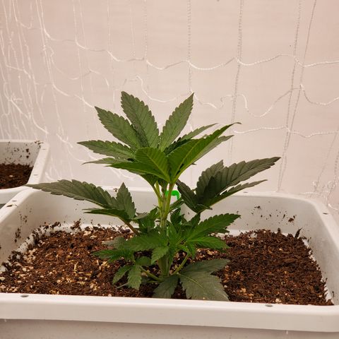 Runtz growlog timeline photo