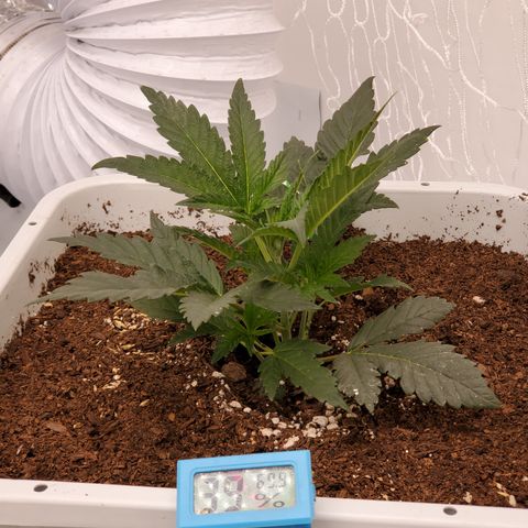 Runtz growlog timeline photo