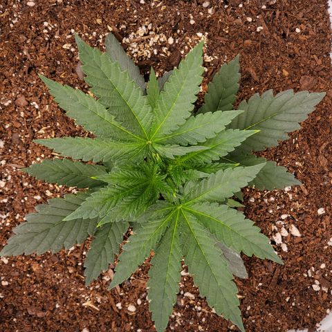 Runtz growlog timeline photo