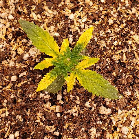 Runtz growlog timeline photo