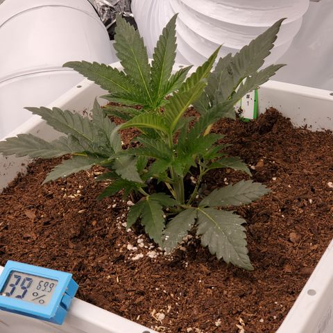 Runtz growlog timeline photo
