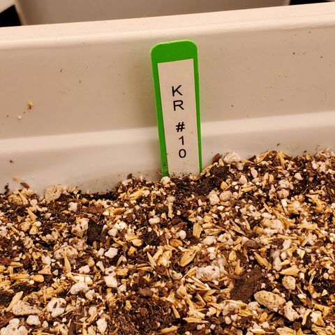 Runtz growlog timeline photo
