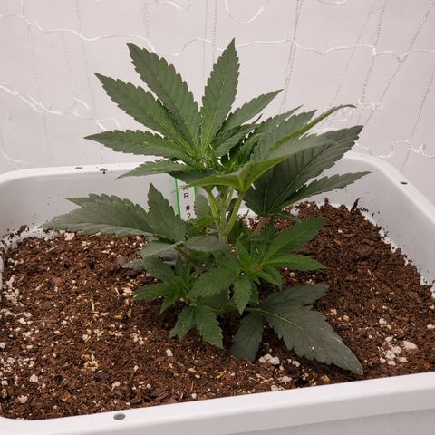 Runtz growlog timeline photo