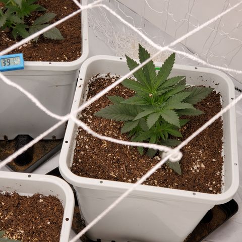 Runtz growlog photo: Great growth after light raise. 