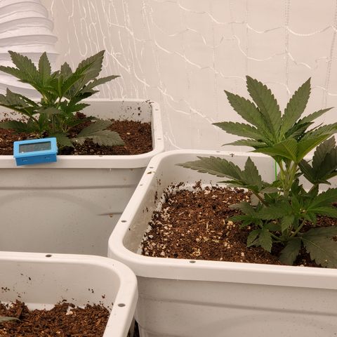 Runtz growlog photo: Great growth after light raise. 