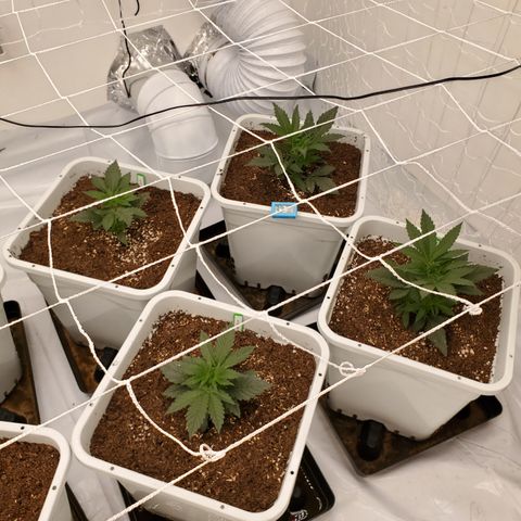 Runtz growlog photo: Great growth after light raise. 