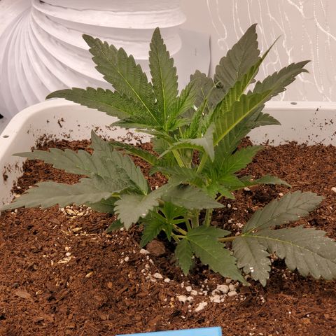 Runtz growlog timeline photo