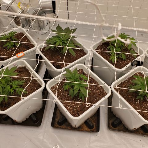 Runtz growlog photo: Trimmed fan leaves