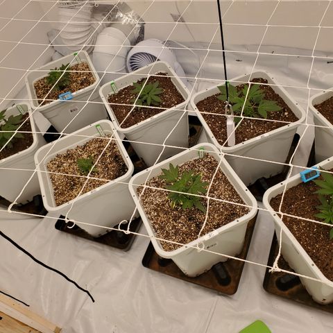 Runtz growlog photo: Trimmed fan leaves